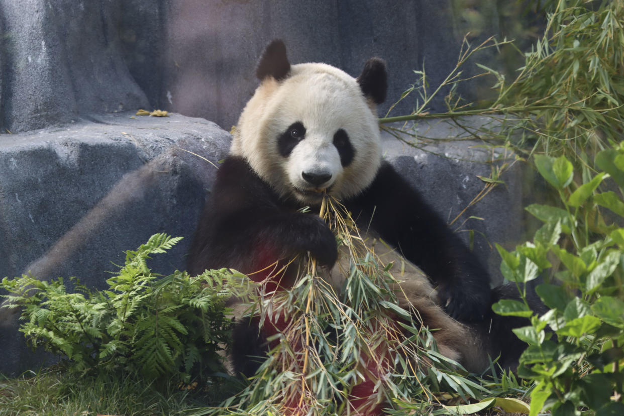 Xin Bao is observed by a visitor, reflected in the glass surrounding Panda Ridge.