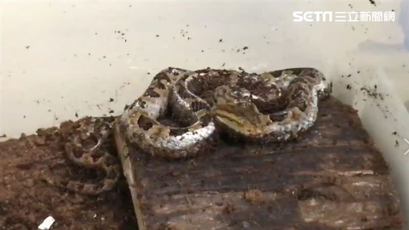 北市動物園表示，遭龜殼花咬傷的員工目前意識清楚，狀況穩定。（圖／北市動物園提供）