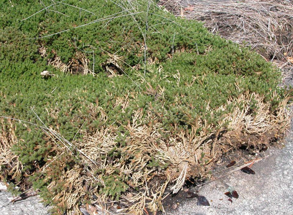 Spike-moss is frequently found in arid habitats, either on open rock, shown here, or on bare sand.