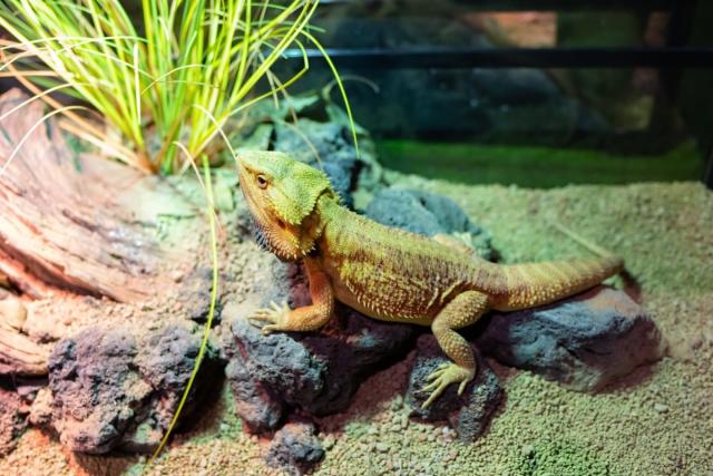 Here's How To Care For Your Beloved Bearded Dragon – The Critter Depot