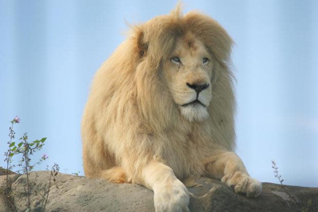 Isle of Wight County Press: Wildheart Animal Sanctuary is home to creatures such as Tigers, Lions, Meerkats, Lynx and Reptiles. Picture: Tripadvisor