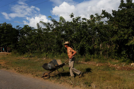 Farmer Jose Casanas works in Los Palacios, Cuba, December 5, 2018. REUTERS/Stringer