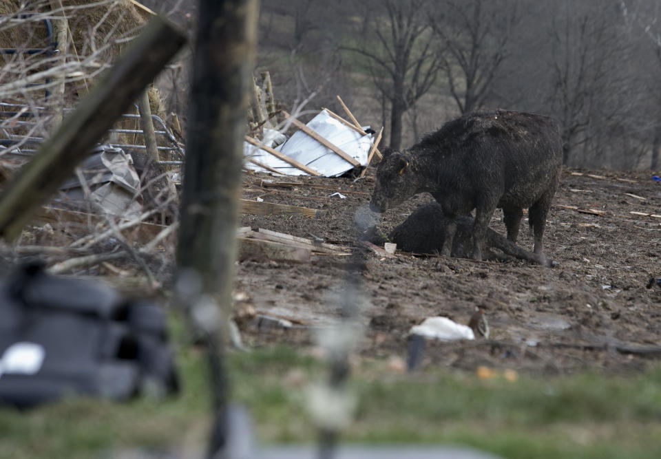 A mother cow mourns the death of her calf after a devastating tornado touched down on a farm in McCracken County, Ky., on Thursday, March 14, 2019. (Ellen O'Nan/The Paducah Sun via AP)