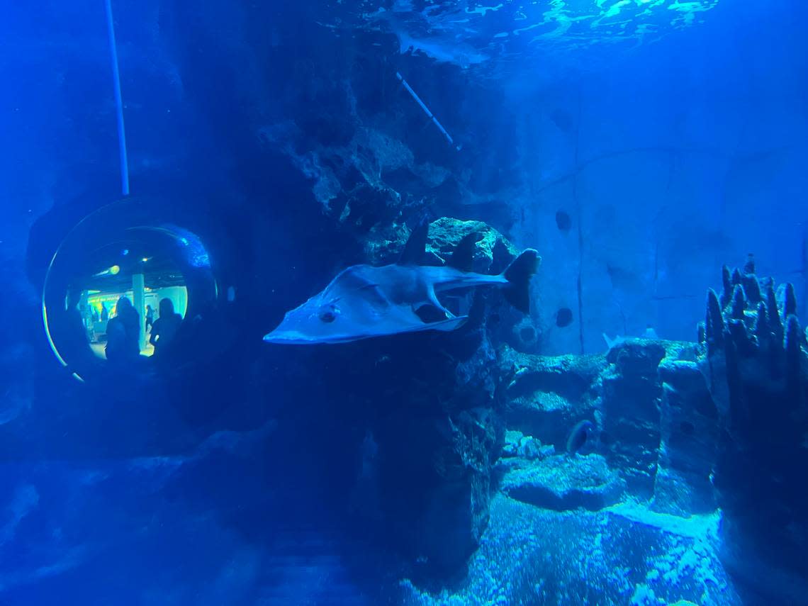 A shark ray swims at the Newport Aquarium.