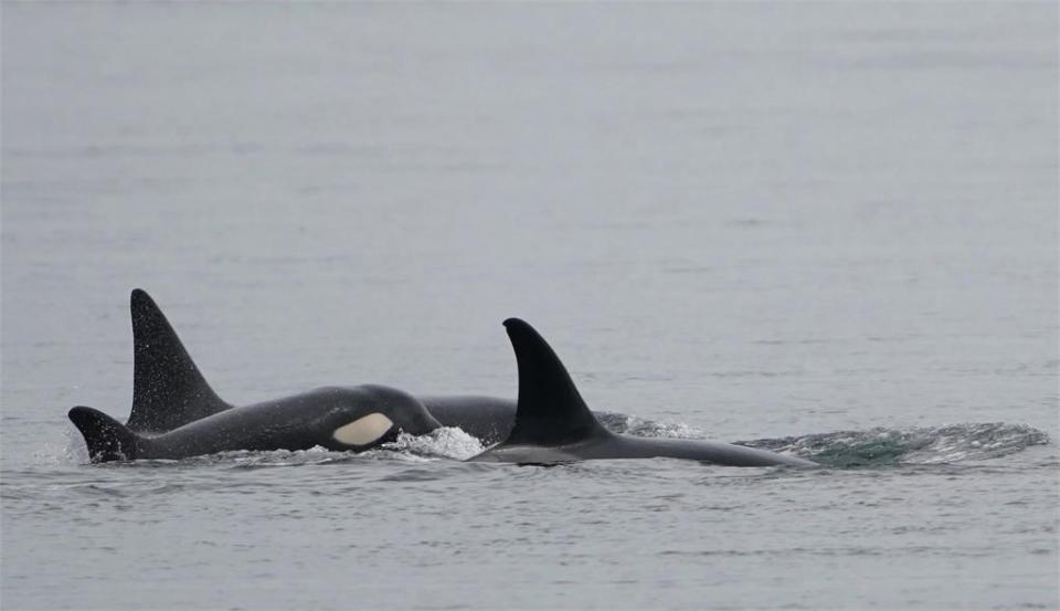 餓瘋了？虎鯨擱淺剖肚驚見「7隻海獺」真實死因曝　專家：這4點不尋常