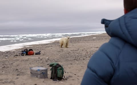 At its nearest point, the bear was just eight metres away - Credit: True to Nature