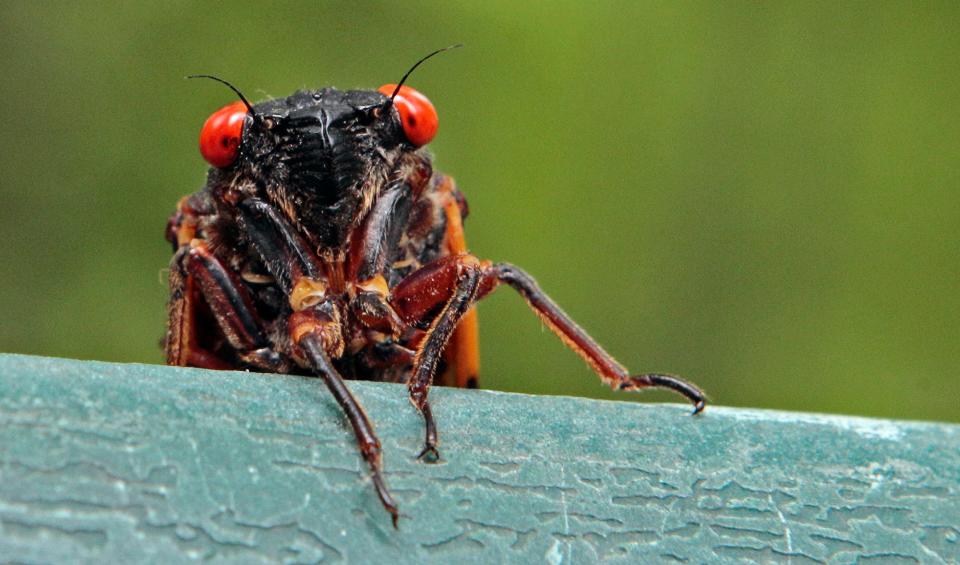This summer the largest Missouri cicada brood will emerge after 13 years under ground.