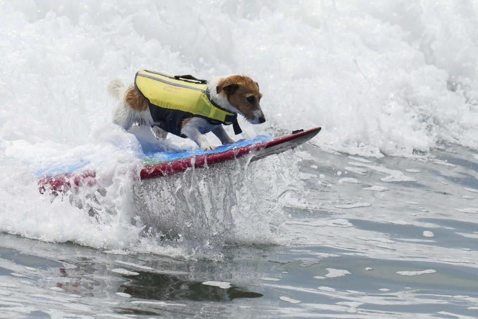 Efruz surfea en la parte de delante de la tabla de su cuidador Mauro Canella en San Bartolo, Perú, el jueves 25 de enero de 2024. (AP Foto/Martín Mejía)