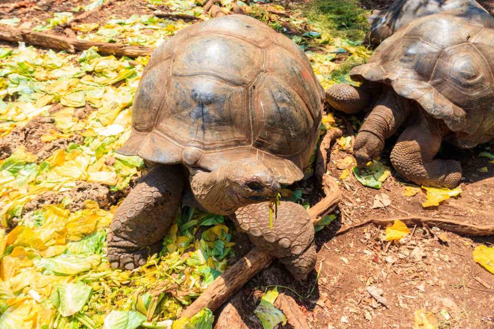 <p>Getty</p> Aldabra giant tortoises.