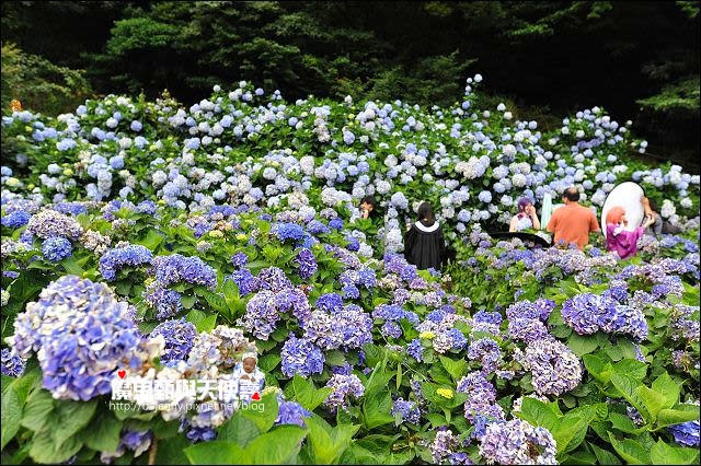 陽明山竹子湖繡球花地圖懶人包~2015/6/9花況（上篇）