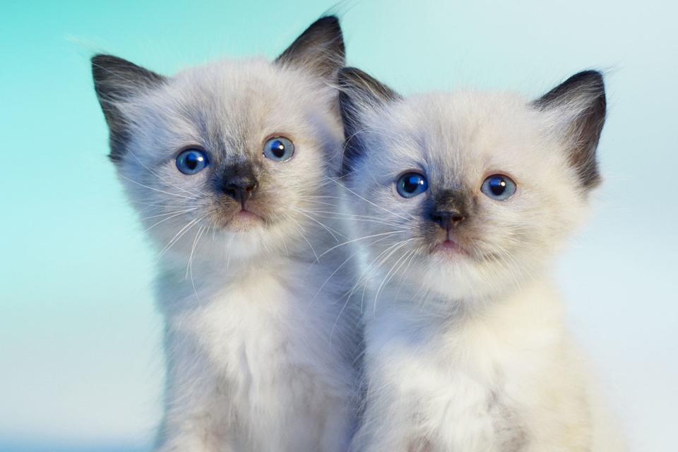 <p>GK Hart/Vikki Hart/Getty</p> A stock photo of two ragdoll kittens