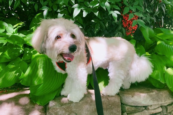 Coton de Tulear dog on a rock wall