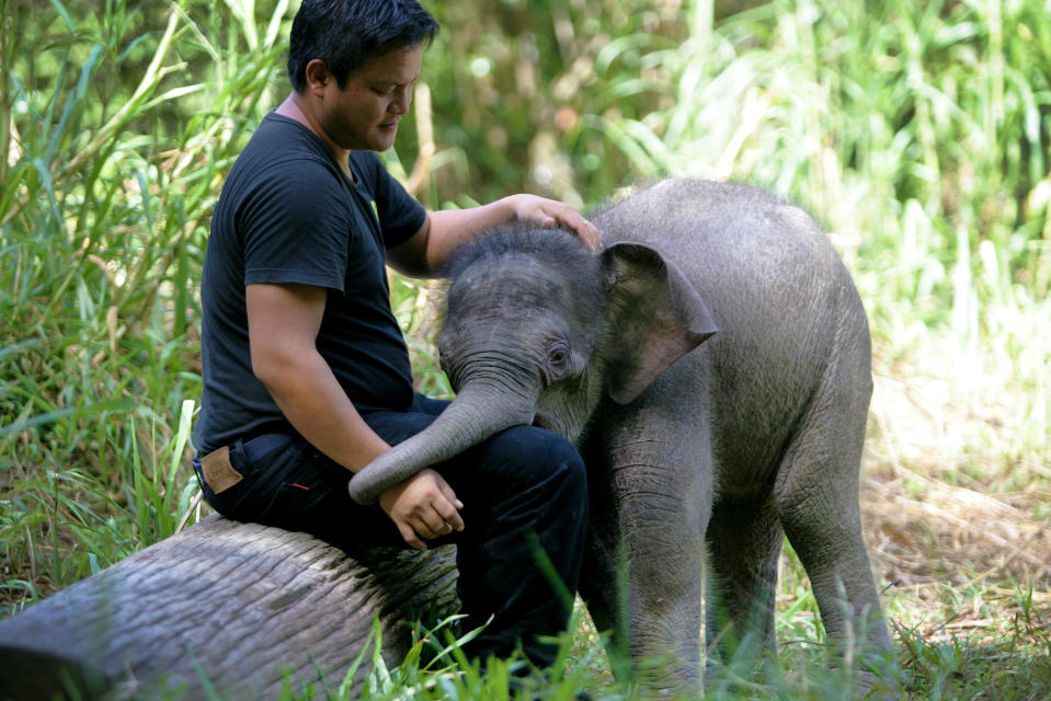 The image of the young calf trying to wake his lifeless mother made headlines around the world. A total of 14 elephants have died as a result of the poisoning. It is not known what was the cause of the tragedy (Andrew Chant/Rex Features)