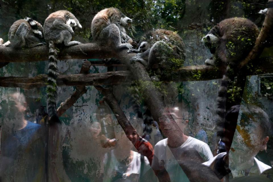 <p>In einem Zoo in Chinas Hauptstadt Peking erfreuen sich die Besucher am Anblick der Lemuren. (Bild: AP Photo/Andy Wong) </p>