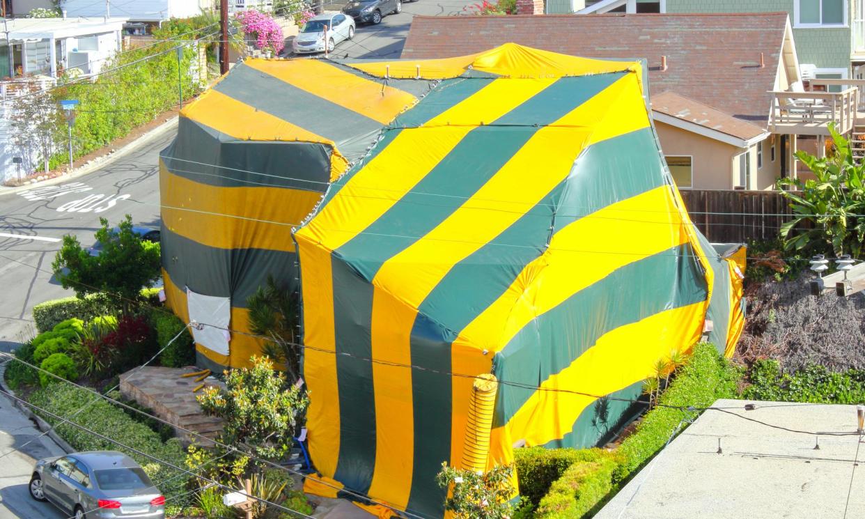 <span>A home being fumigated to stop termites. </span><span>Photograph: viavado/Getty Images/iStockphoto</span>