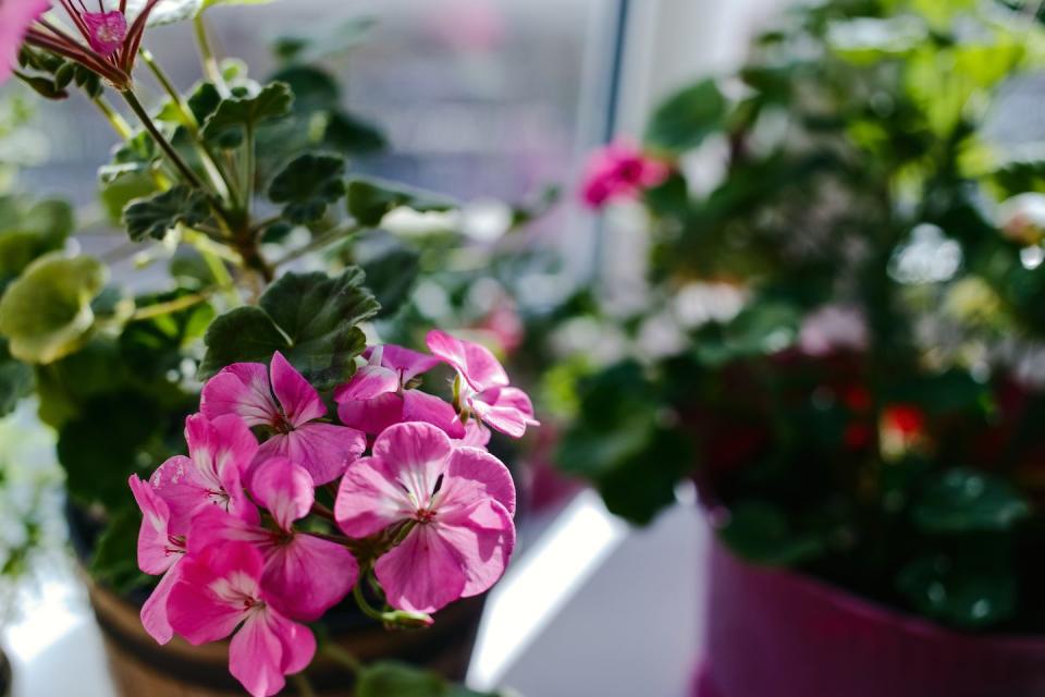 blooming beautiful pink geranium on the windowsill, pink pelargonium