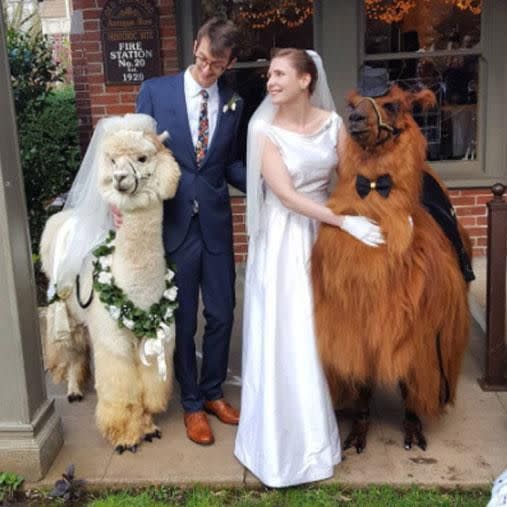 The company will dress the llamas up in appropriate wedding attire so they don't stand out too much. Photo: Instagram/rojothellama