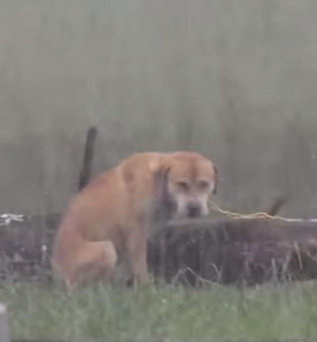 do dogs like being out in the rain