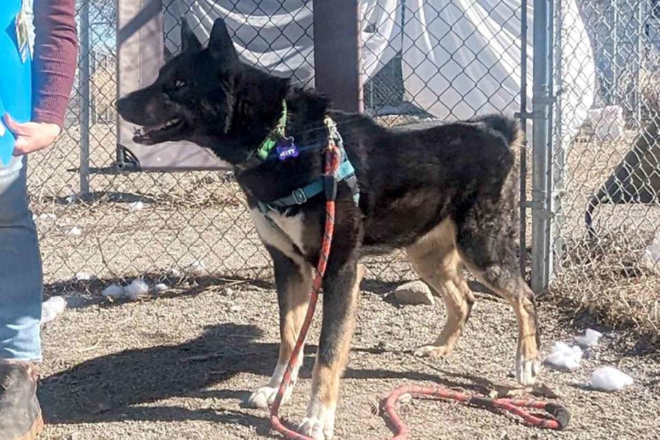 <p>Lewis and Clark Humane Society/Facebook</p> Matt the rescue dog, photographed before leaving the Lewis and Clark Humane Society in Montana