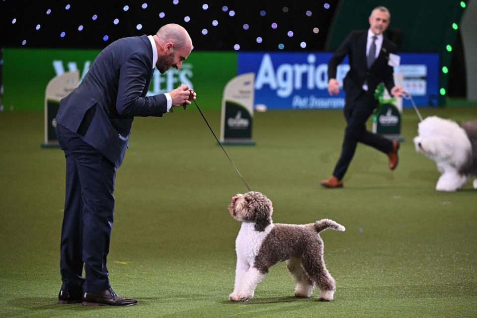 crufts best in show winner 2023