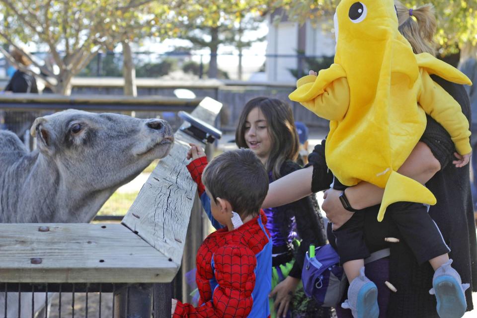 Zeke Starr dressed up as Spider-Man, with Lily Starr dressed up as a witch and Gabe Starr dressed up as a baby shark with their mom Christie Starr as they feed the cow during a previous Pumpkin Pazoola at the Rolling Hills Zoo. This year's Pazoola will take place on Oct. 14