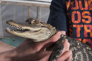 Un petit alligator au Colorado Gators Reptile Park, près de Mosca, dans la San Luis Valley, Colorado, le 26 avril 2016. . PHOTO THEO STROOMER/THE NEW YORK TIMES