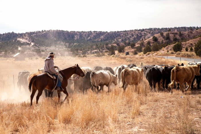 cowboy cattle Utah