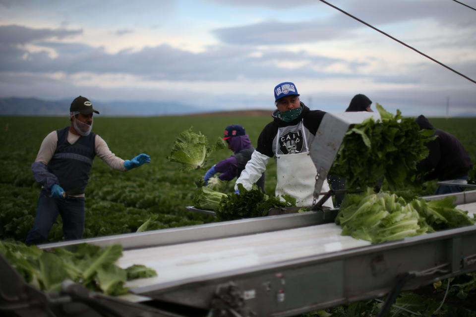 Migrant farmworkers with H-2A visas harvest romaine lettuce in King City, California, U.S., April 17, 2017. REUTERS/Lucy Nicholson SEARCH "H-2A NICHOLSON" FOR THIS STORY. SEARCH "WIDER IMAGE" FOR ALL STORIES.