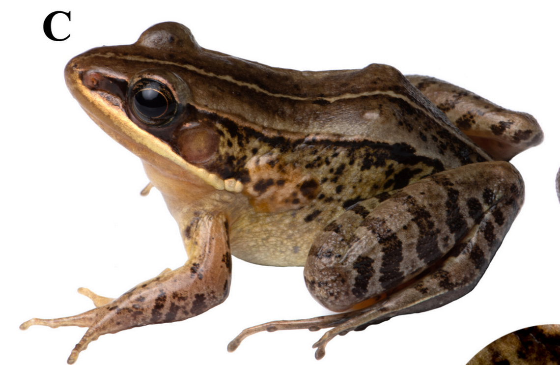 The music frogs have gold-rimmed pupils and “golden spackle” on their irises, photos show. Bitupan Boruah, V. Deepak and Abhijit Das via Zootaxa