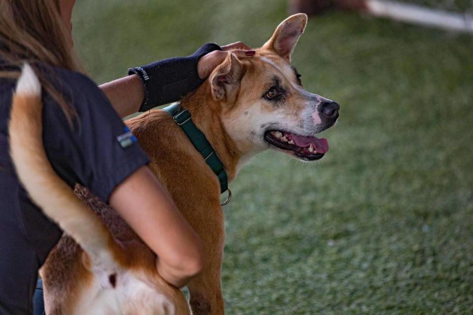 Tasha juega afuera con un voluntario en Pet Adoption & Protection Center de ASD en Doral, la Florida, el jueves 18 de diciembre de 2022.