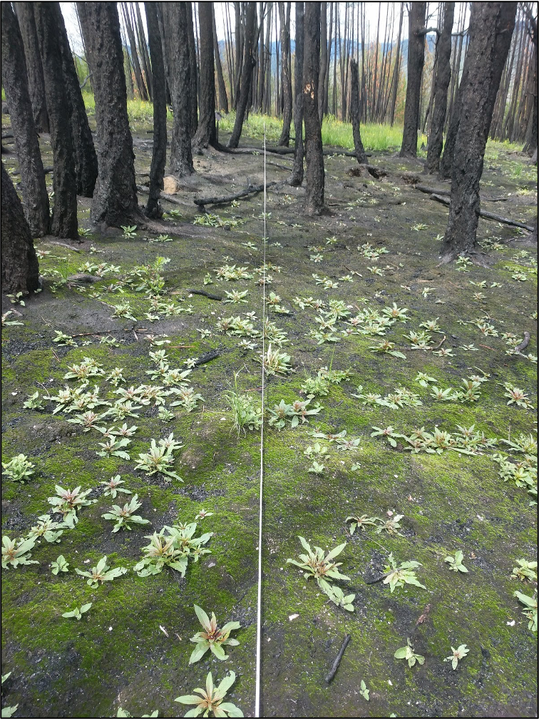 Northern Arizona University professor and biocrust researcher Matthew Bowker is studying the potential of biocrust mosses to restore wildfire-burned areas.