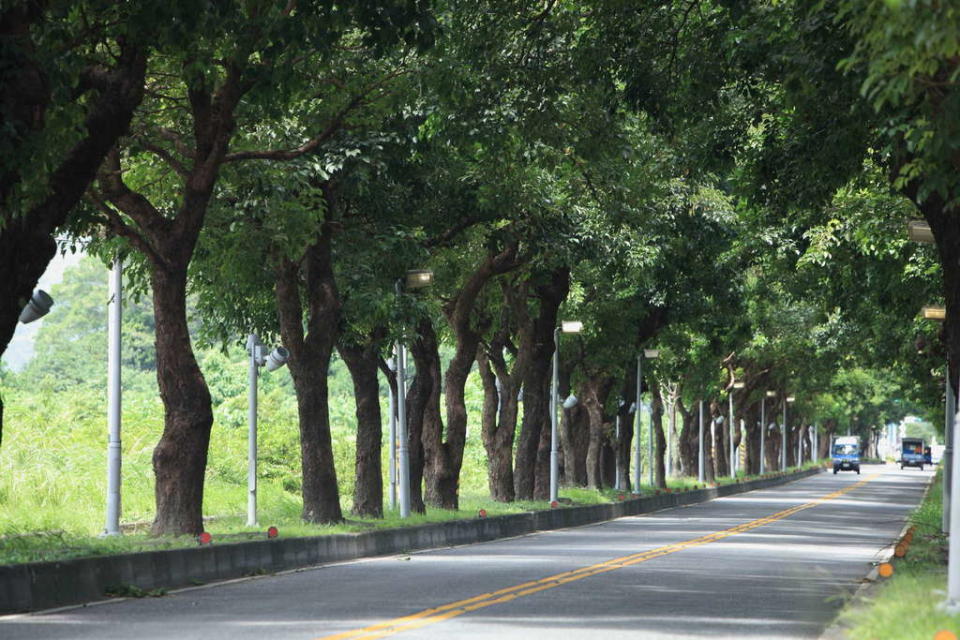 臺東綠色隧道（圖片來源：台東觀光旅遊網）