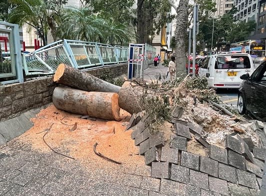 香港木庫為塌樹升級再造，每當看到塌樹被斬成碎件，難以再造成木材，都會感到可惜。（香港木庫專頁）