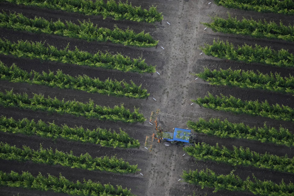 A tractor makes its way through a vineyard trimming leaf cover, seen from a Napa Valley Aloft balloon, in Yountville, Calif., Monday, June 19, 2023. This year, wine grapes are thriving after a winter of record amounts of rain fell in California, but a recent trip high above the valley in a hot air balloon revealed miles of lush, green vineyards — the only blemish coming from shadows cast by the balloons themselves. (AP Photo/Eric Risberg)