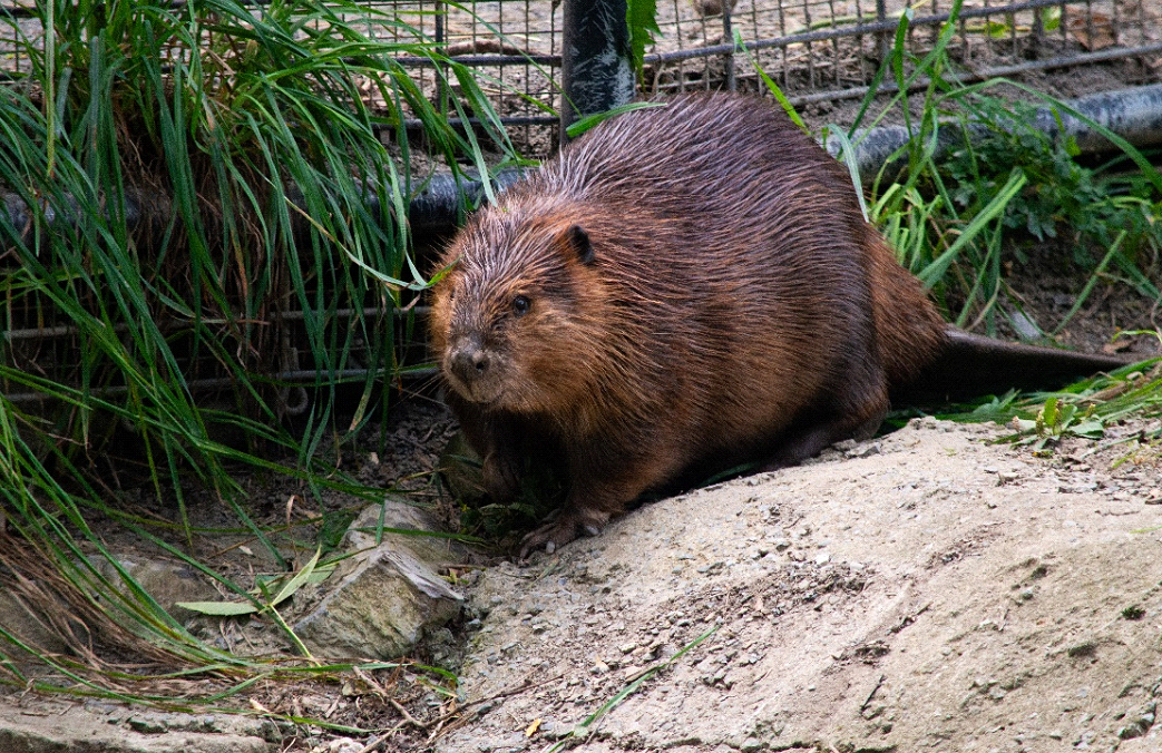 Jolene, a North American beaver, died unexpectedly overnight at the Utica Zoo in December 2023. Her fellow beaver Frances had to be euthanized for respiratory problems the same week. They were the only two beavers currently in the zoo.
