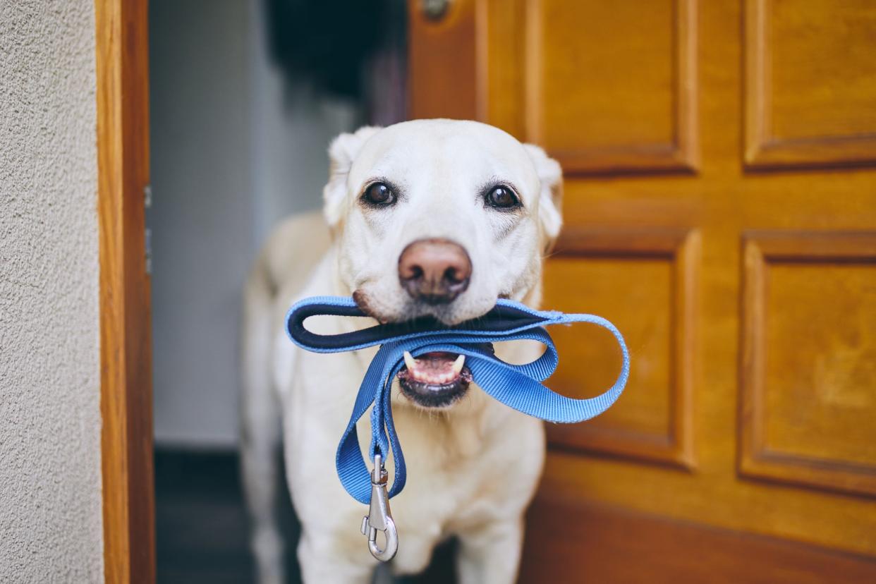 Dog waiting for walk. Labrador retriever standing with leash in mouth against door of house.