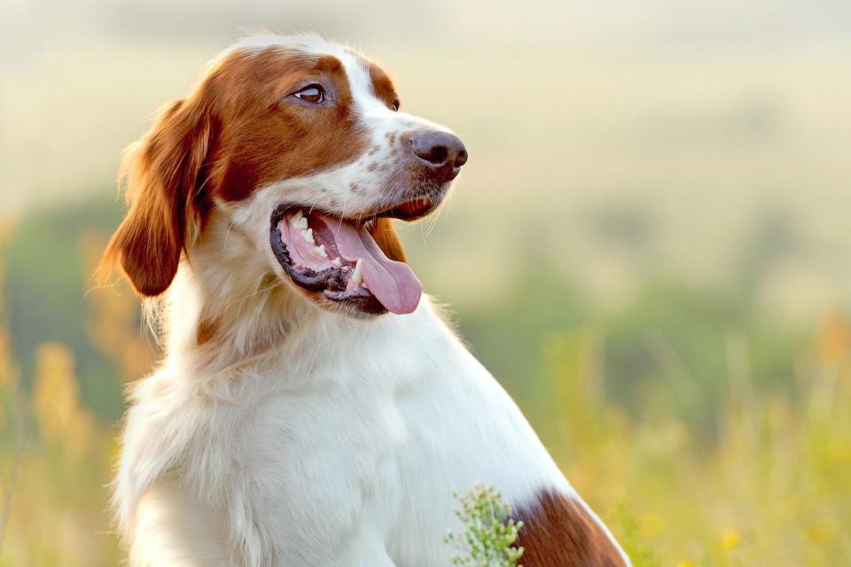Irish Red and White Setter standing in grassy field