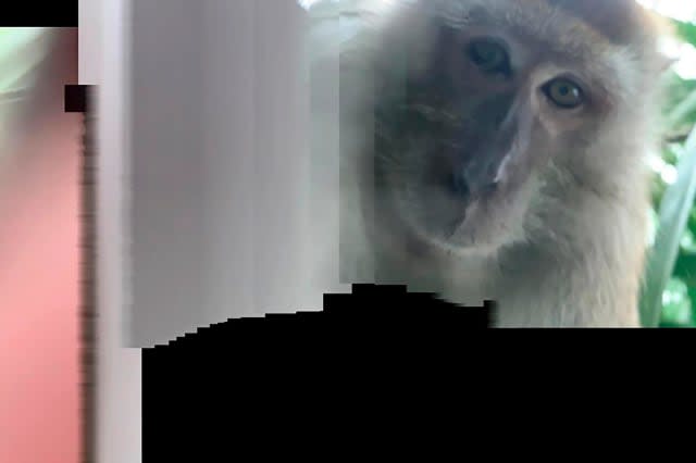 Just monkeying around: Primate takes phone and then selfies