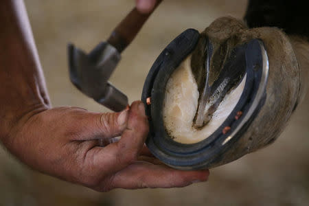 A farrier applies a new horseshoe to a U.S. border patrol horse at their station in Boulevard, California, U.S., November 14, 2016. REUTERS/Mike Blake