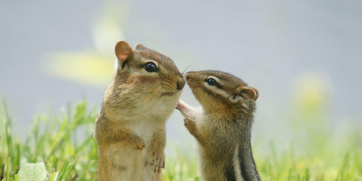 Economical Chipmunk Trapping - Chipmunk Control