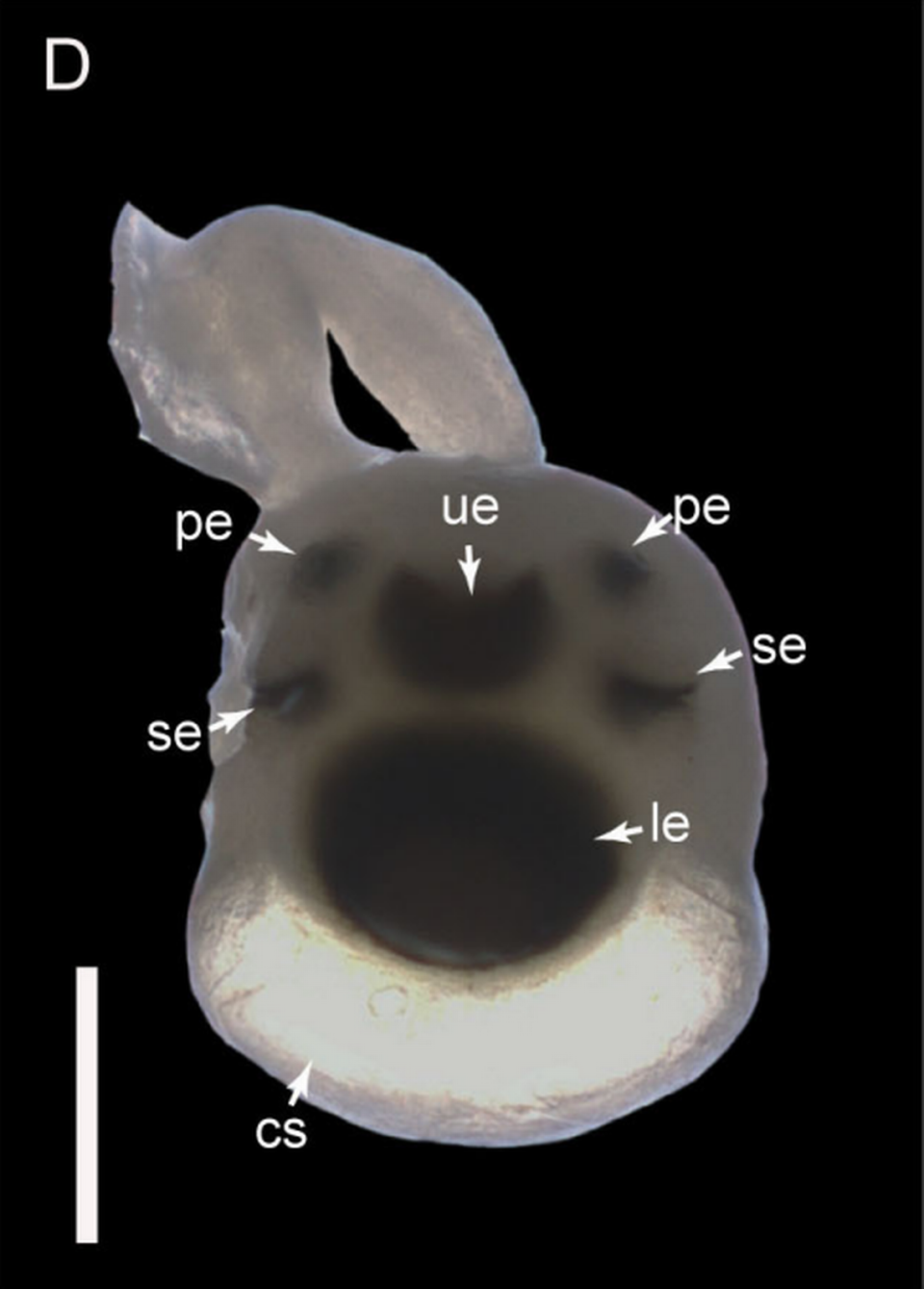 Un diagrama de la medusa Tripedalia maipoensis que muestra seis de los ojos del animal. La abreviatura ‘le’ significa “lente inferior del ojo”, ‘pe’ significa “ojo hundido”, ‘se’ significa “ojo hendido” y ‘ue’ significa ojo superior del cristalino. Foto de Sun, et al. (2023)