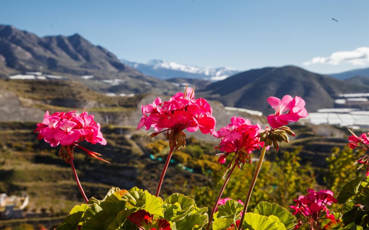 The protection of the Sierra Nevada and the warm winds from north Africa create a subtropical microclimate - GETTY