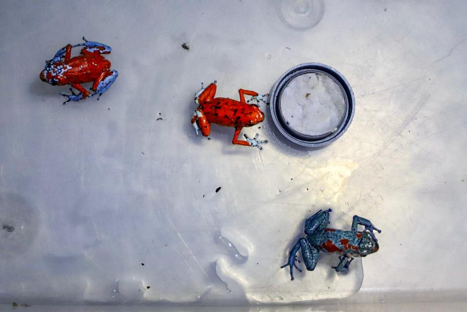 The poisonous red and blue frogs grow to around 4.8cm long (Bogota’s Environment Secretary/AFP)