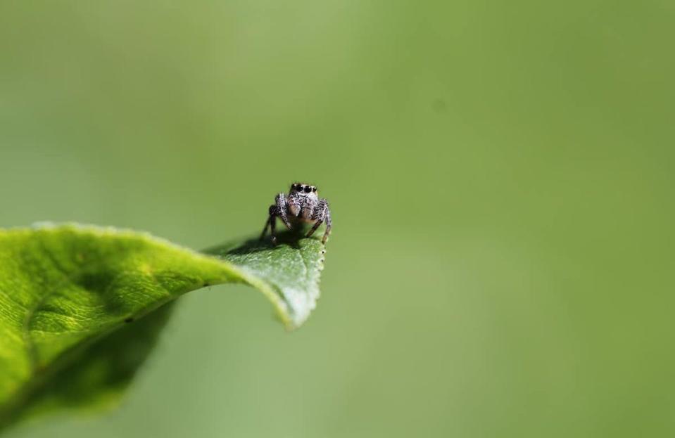 Jumping spiders are more active during June and August. (A. Dolezal), Author provided