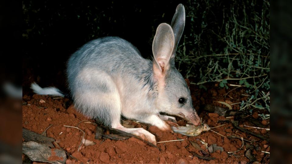 Greater bilby (Macrotis lagotis) feeding at night, Telfer, Great Sandy Desert, Western Australia, Australia.