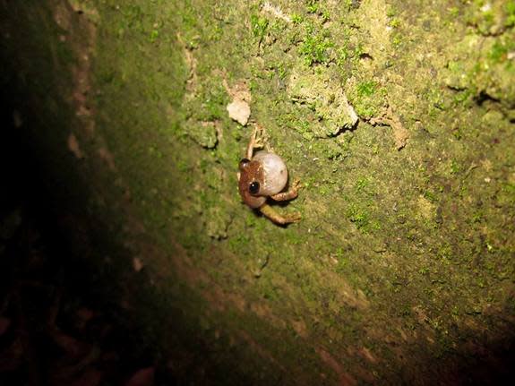 A Mientien tree frog calls from inside a concrete drainage ditch.