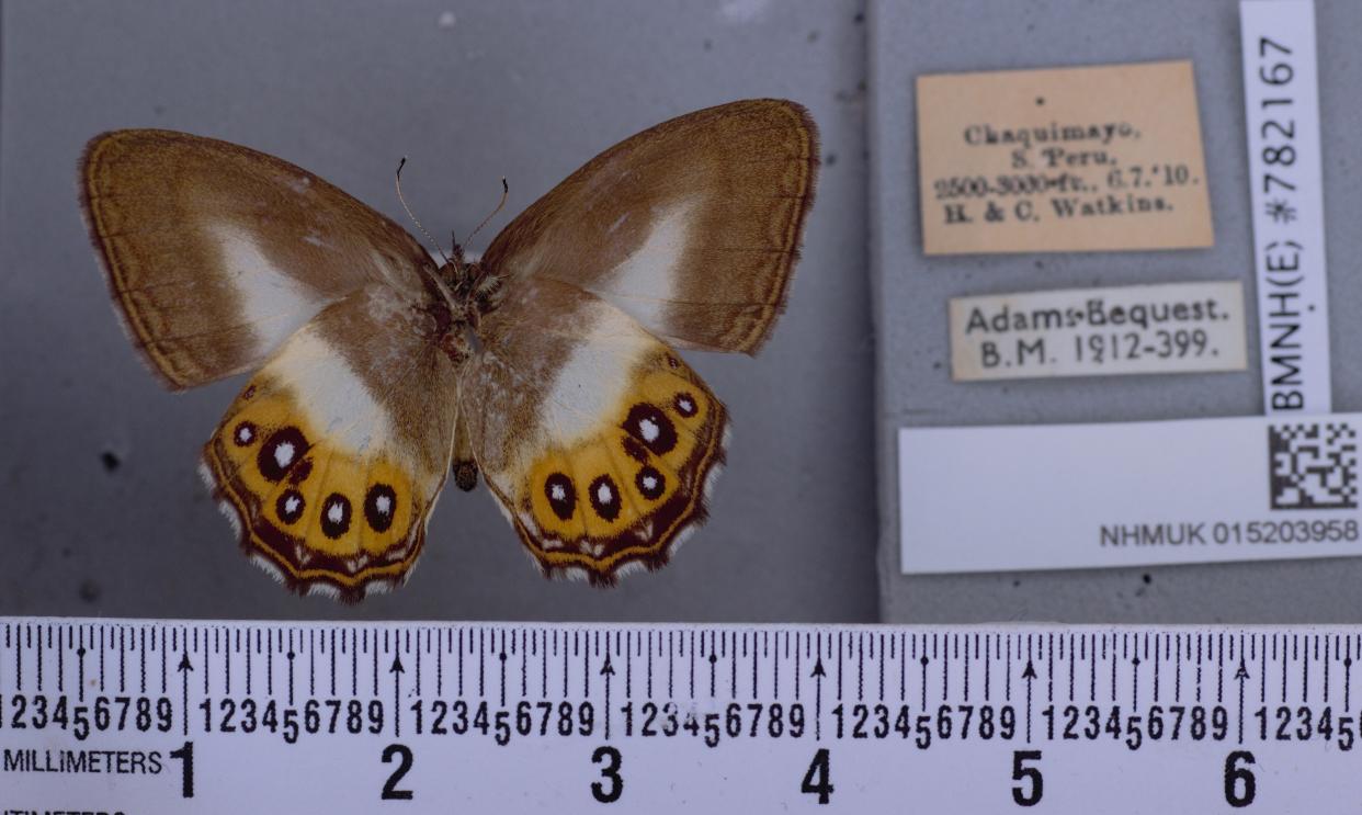 A picture of one of the Saurona butterflies.