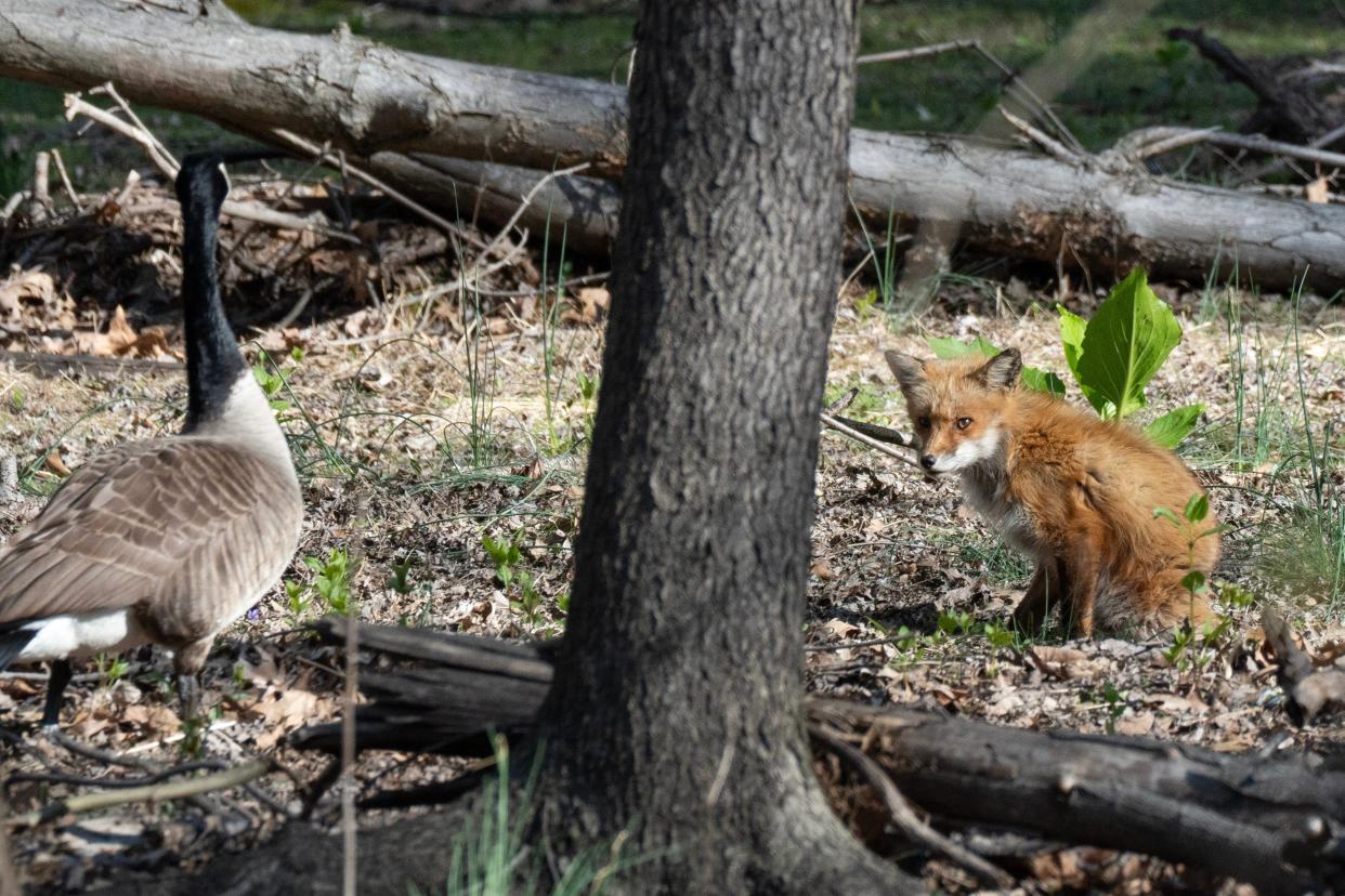 A Canada goose and a fox face each other at Pascack Brook County Park in Westwood, New Jersey on April 23, 2024.