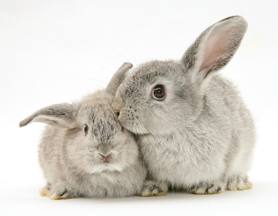 <p>Mother and baby silver rabbits. (Warren Photographic/Mercury Press) </p>