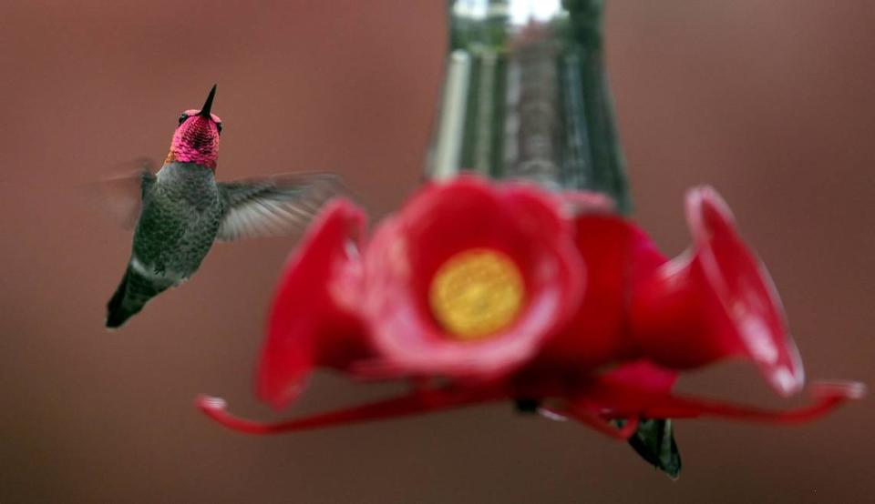 Dodging rain drops, a hummingbird approaches a feeder in an east Thurston County backyard. Feeders must be cleaned daily to keep out the dangerous bacteria that grows in the sugar solution and can kill hummingbirds, gardening expert Marianne Binetti says.
